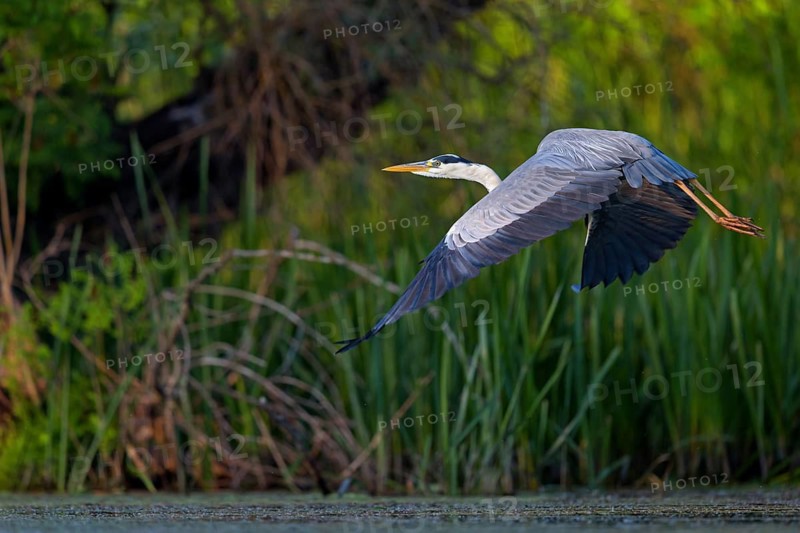 Grey grey heron (Ardea cinerea), foraging, flight recording, boat trip, Tiszaalpár, Kiskunsági National Park, Bács-Kiskun, Hungary