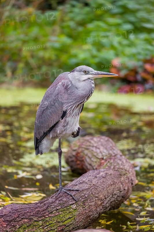 A Grey Heron, Ardea cinerea, stands on a log lying in a pond. Fresh green vegetation is in the background