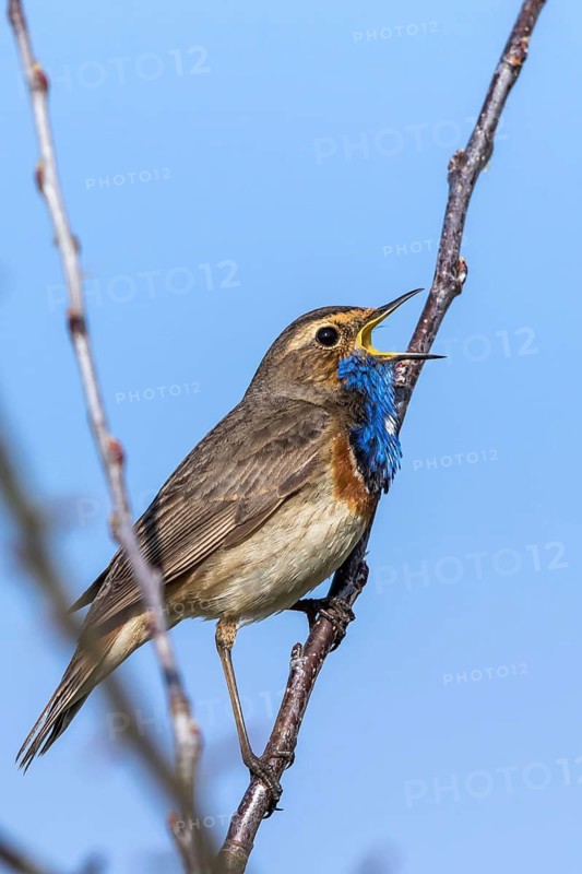 Bluethroat (Luscinia svecica cyanecula) male singing from branch, Mecklenburg-Western Pomerania, Germany
