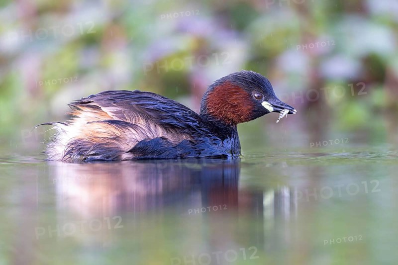 Little Grebe (Tachybaptus ruficollis) with fish prey in its beak, North Rhine-Westphalia, Germany