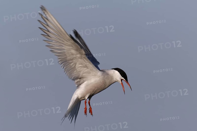 Common Tern (Sterna hirundo) calling in flight, Lower Saxony, Germany