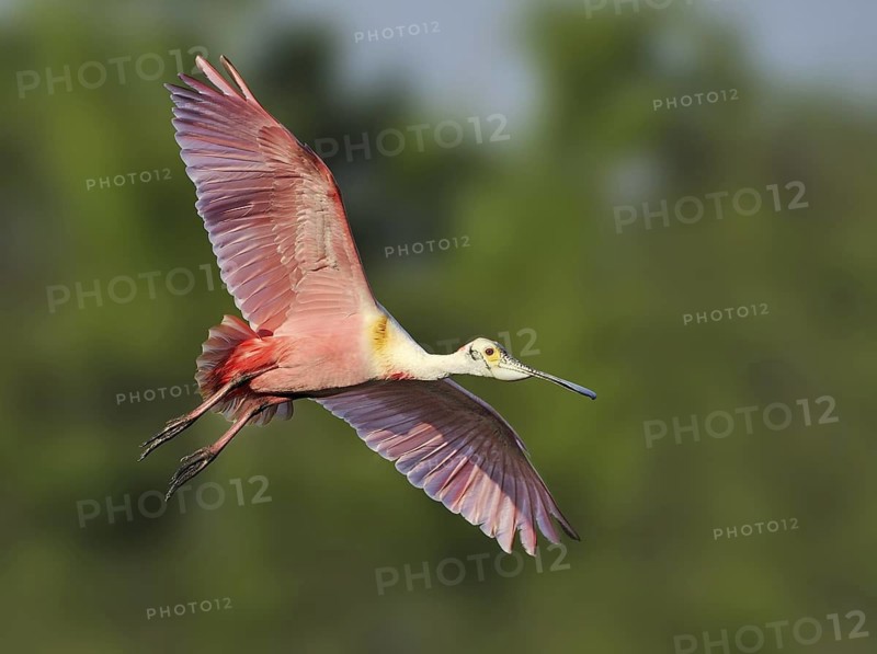 Roseate Spoonbill (Platalea ajaja), Texas, USA