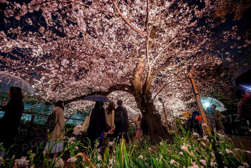 People walking under blooming illuminated cherry trees at night, Japanese cherry blossoms in spring, Hanami Festival, Chidorigafuchi Green Way, Tokyo, Japan