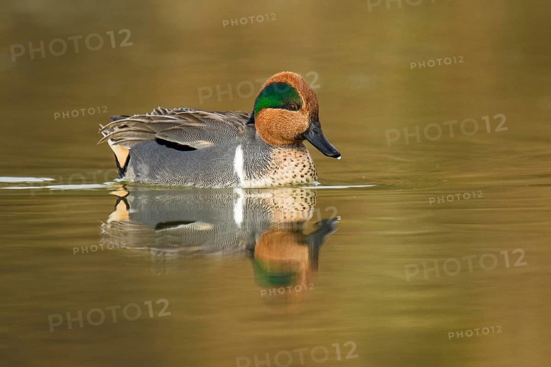 Green-winged Teal (Anas carolinensis) male, Arizona, USA