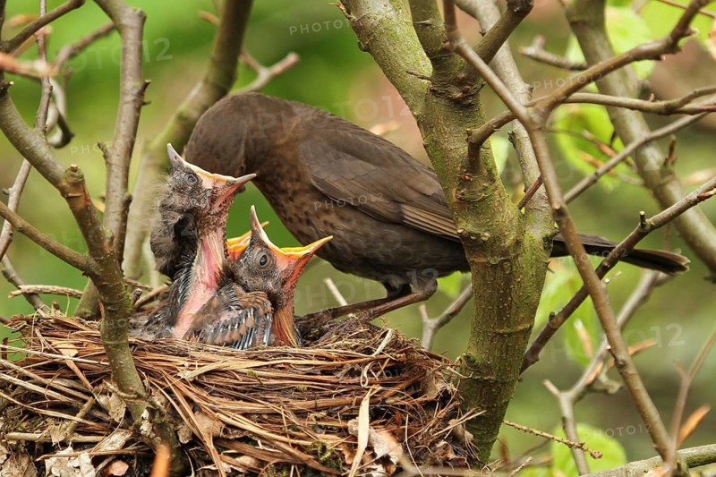 Common Blackbird (Turdus merula) female feed chicks, Lower Saxony, Germany