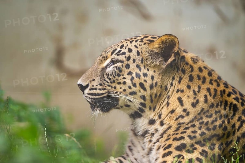 Leopard (Panthera pardus) lying in the bushes, captive, distribution africa