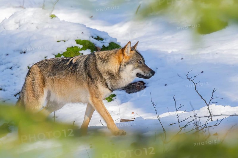 European gray wolf (Canis lupus lupus) walking in a forest in winter, snow, Bavaria, Germany