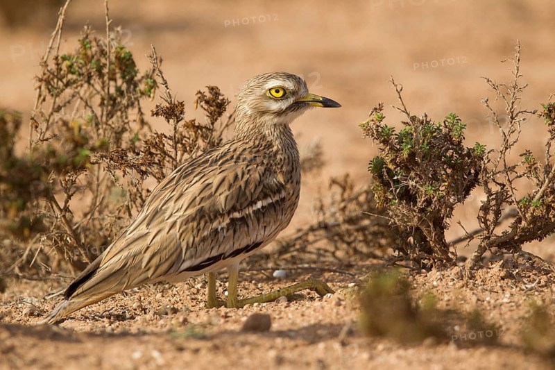 Eurasian Stone-curlew (Burhinus oedicnemus), Morocco