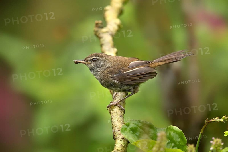 Müllerbuschsänger (Horornis vulcanius) perched on a branch, Sabah, Malaysia