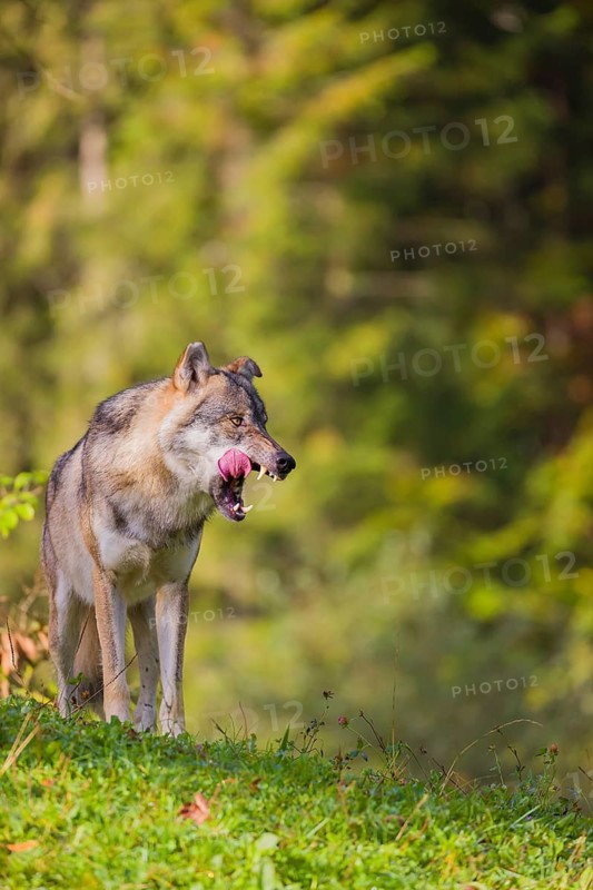 A eurasian gray wolf (Canis lupus lupus) stands on a meadow on a hill with a colourful foliage in the background
