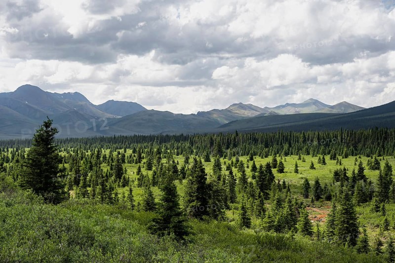 Taiga and tundra, mountain landscape of the Alaska Range with dramatic cloudy sky, Denali National Park, Alaska, USA