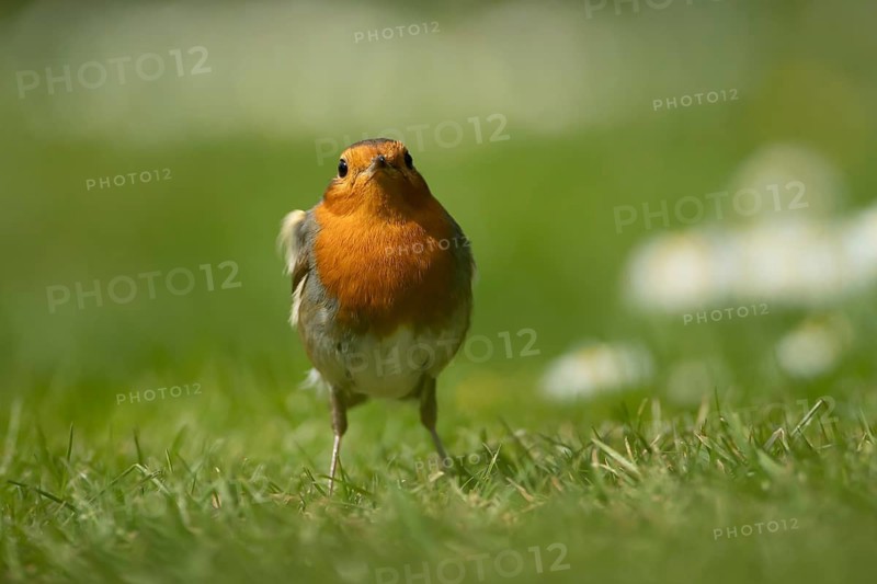European robin (Erithacus rubecula) adult garden bird on a grass lawn with daisy flowers in spring, England, United Kingdom