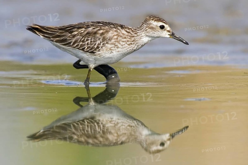 Long-toed Stint (Calidris subminuta) foraging, Western Australia, Australia