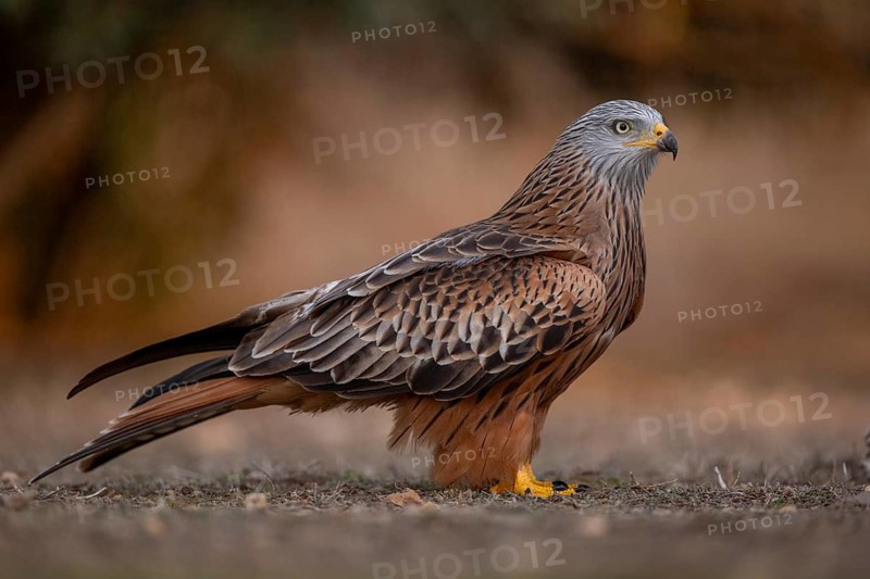 Red kite (Milvus milvus), on the ground, Catalonia, Spain