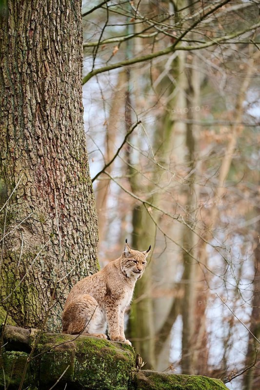Eurasian lynx (Lynx lynx) sitting on a rock, Bavaria, Germany