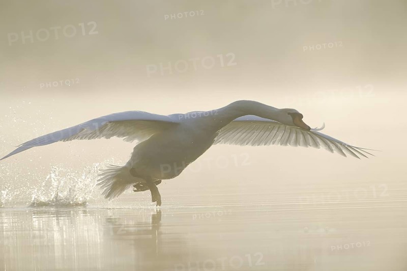 Mute Swan (Cygnus olor) flying, Saxony, Germany