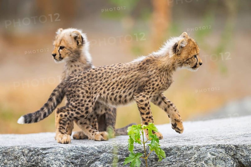 Cheetah (Acinonyx jubatus) youngsters playing with each other, captive, occurrence Africa
