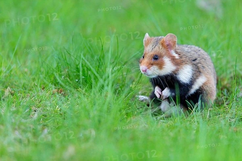 Field hamster, (Cricetus cricetus), animals, mammals, hamster, rodent, subfamily of hamsters, biotope, habitat, foraging, Franz-Josef-Spital, Vienna, Rudolfsheim-Fünfhaus, Vienna, Austria