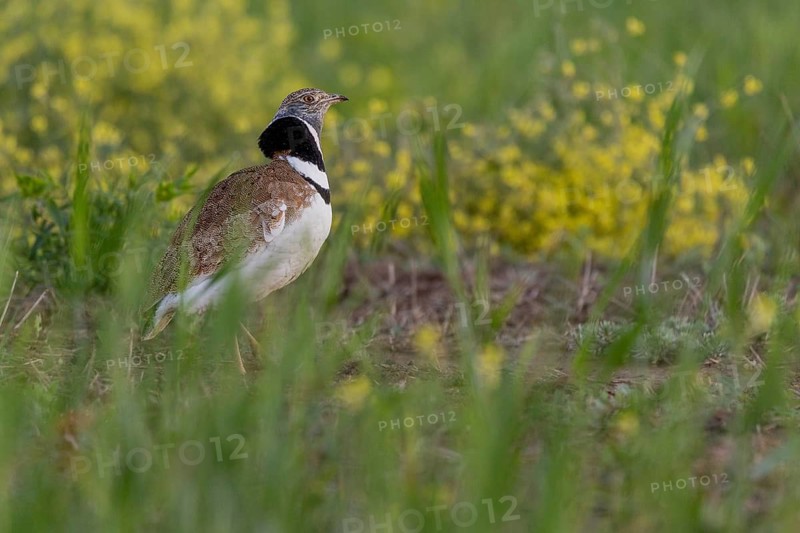 Little bustard (Tetrax tetrax), male, courtship display, Catalonia, Spain
