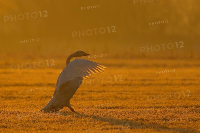 Whooper Swan (Cygnus cygnus) flapping, North Rhine-Westphalia, Germany