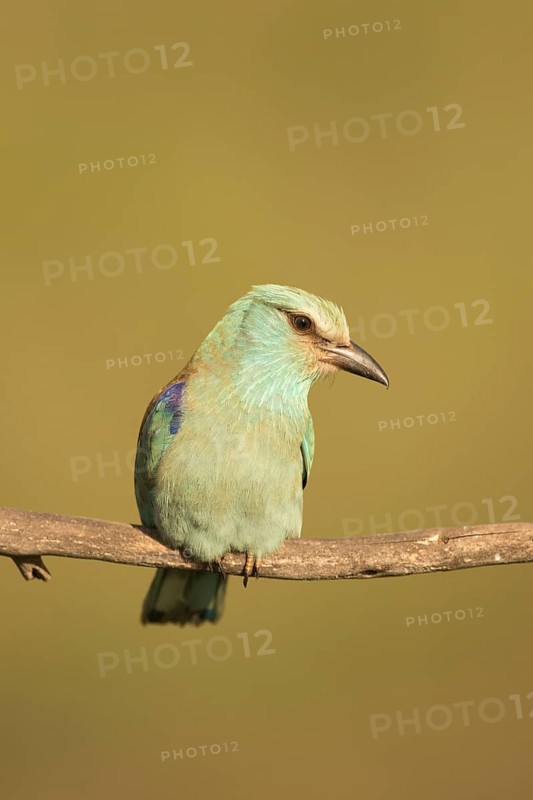 European Roller (Coracias garrulus) female perched on a branch, Serbia