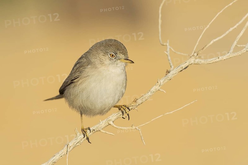 Asian Desert Warbler (Sylvia nana), Eilat, Israel
