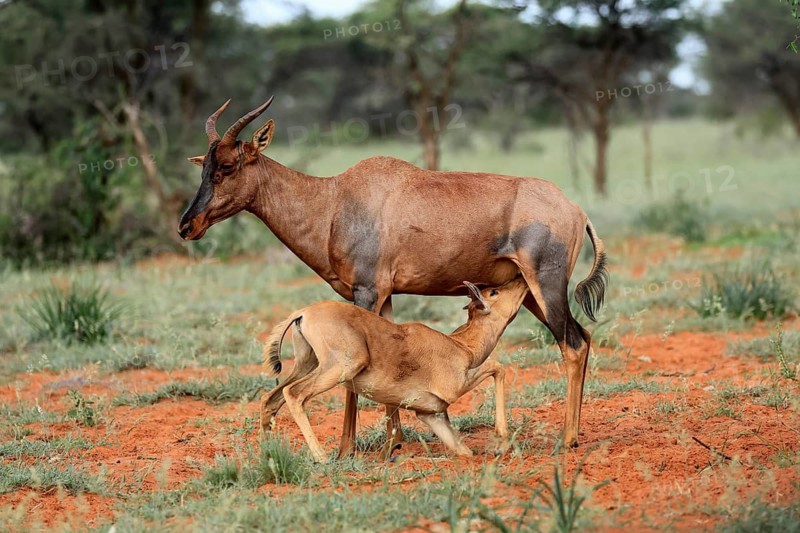 Tsessebe (Damaliscus lunatus), lyrebird, crescent moon antelope, adult, female, juvenile, suckling, Mokala National Park, Northern Cape, South Africa