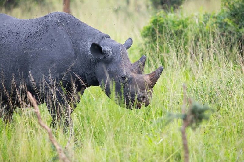 Black rhinoceros (Diceros bicornis) or black rhino in tall grass, Akagera National Park or Kagera National Park, Eastern Province, Rwanda