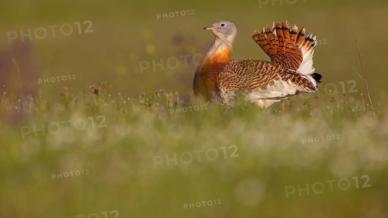 Great bustard (Otis tarda), Outarde barbue, Avutarda Común, Spain, Toledo, Hides De Calera / Great Bustard, Calera Y Chozas, Castilla La Mancha / Toledo, Spain