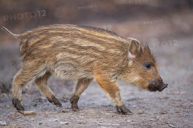 Wild boar (Sus scrofa) in the snow, fresh boar, Melle, Lower Saxony, Germany