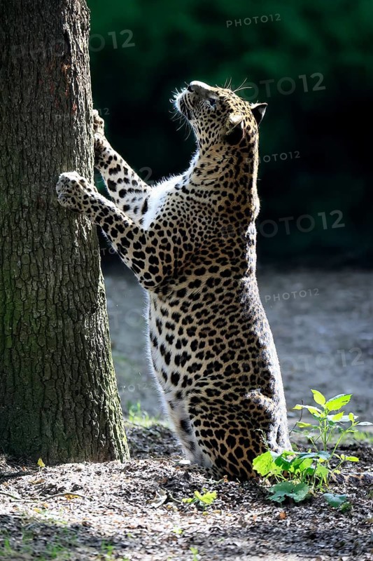 Sri Lanka Leopard (Panthera pardus kotiya), adult, tree trunk, sharpening claws, Sri Lanka