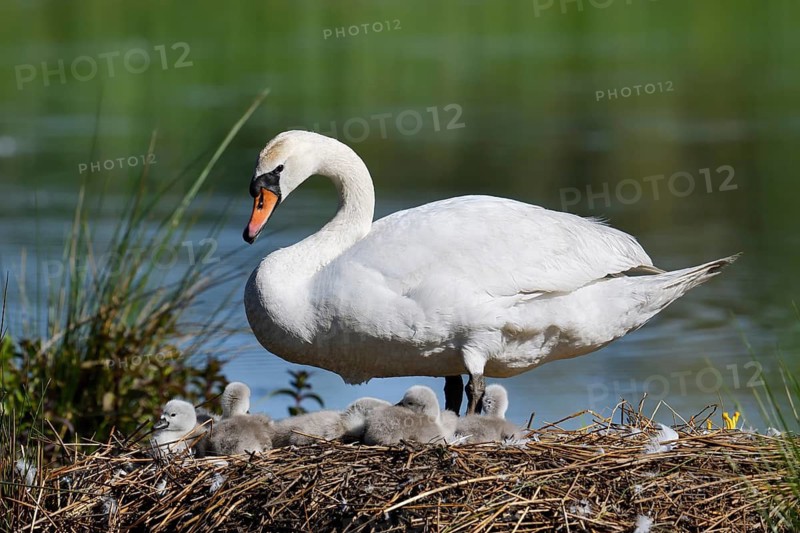 Mute swan (Cygnus olor) with chicks on the nest, North Rhine-Westphalia, Germany