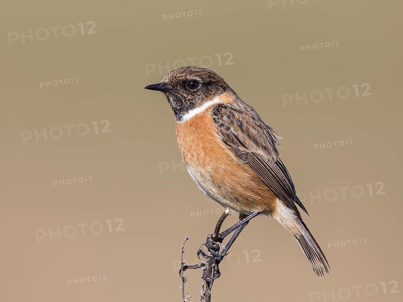 European Stonechat (Saxicola rubicola) male, United Kingdom