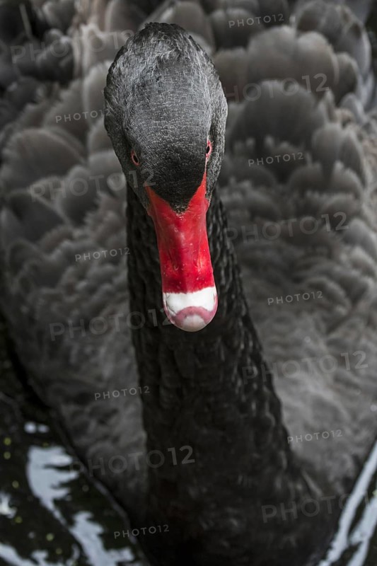 Black swan (Cygnus atratus) (Anas atrata) swimming in pond, large waterbird native to Australia