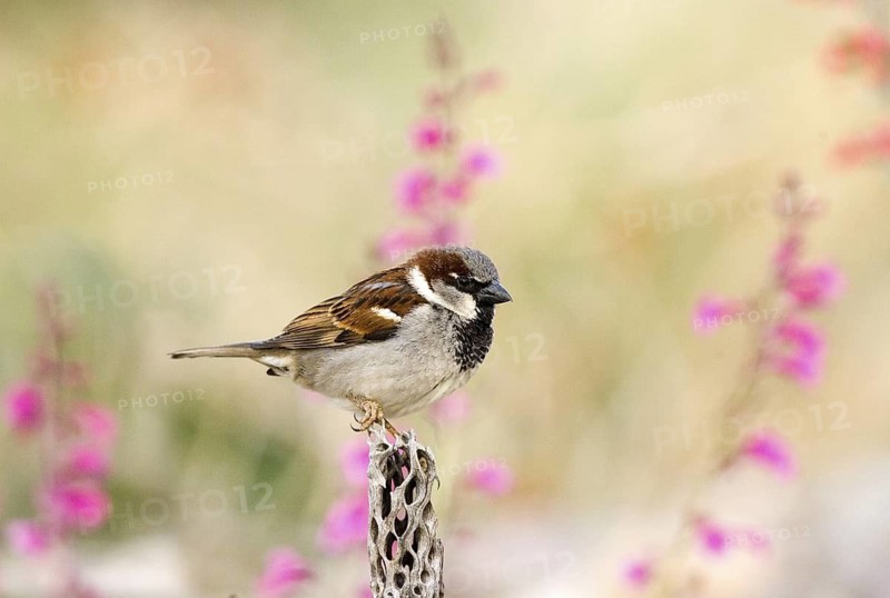 House Sparrow Passer domesticus Tucson, Pima County, ARIZONA, United States 14 March Adult Male Passeridae