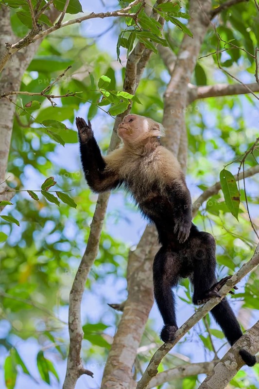 White-shouldered capuchin monkey (Cebus capucinus) Costa Rica
