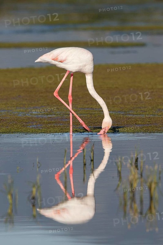 Greater Flamingo (Phoenicopterus roseus) foraging in shallow water, Greece