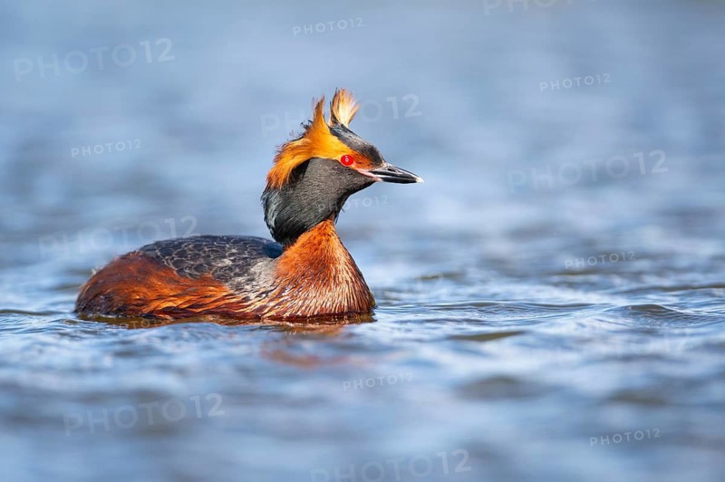 Slavonian grebe (Podiceps auritus) swimming on a lake, Västergötland, Falköping, Sweden