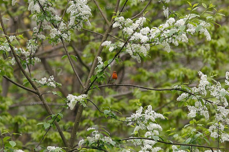 Robin (Erithacus rubecula) sitting on a branch of a common European Bird Cherry (Prunus padus) and singing, North Rhine-Westphalia, Germany