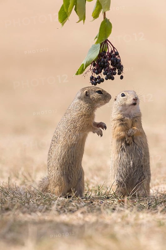 Two European ground squirrel (Spermophilus citellus) or European souslik standing erected in dry grass and trying to catch some berries of European dwarf elder (Sambucus ebulus)