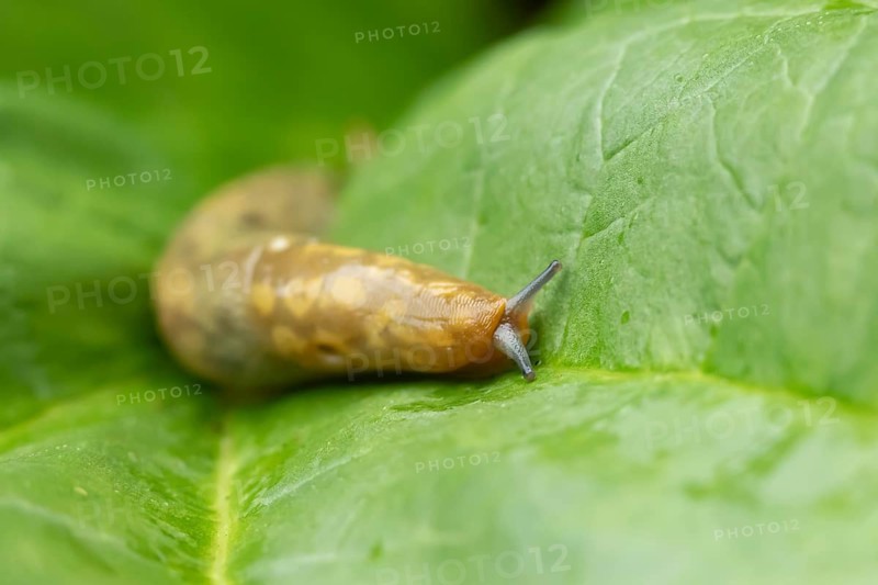 Leopard slug (Limax maximus) adult gastropod molluscs on a garden vegetable plant leaf in summer, England, United Kingdom