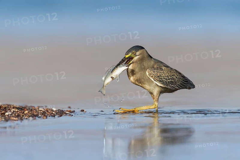 Striated Heron (Butorides striata) with fish prey in its beak, Eilat, Israel