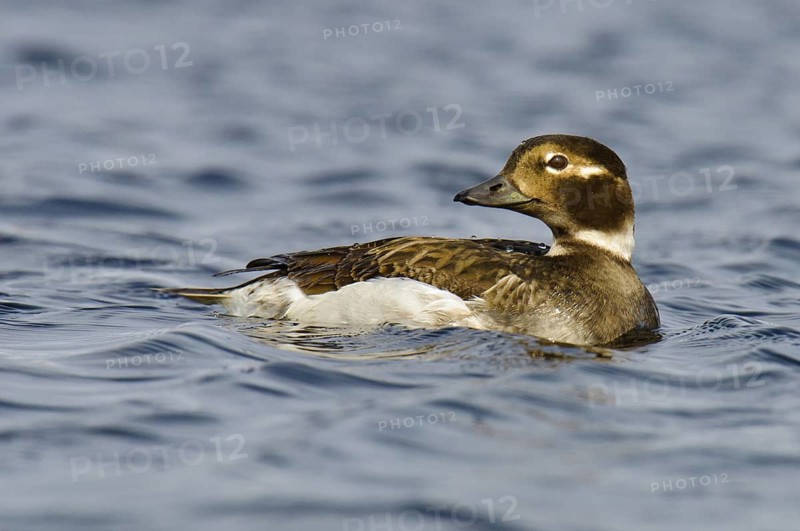 Long-tailed Duck (Clangula hyemalis) female, Alaska, USA