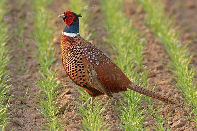 Pheasant (Phasianus colchicus), Faisan de Colchide, Faisan de chasse, Faisán Vulgar, Bad Dürkheim County, Tiszaalpár, Kiskunsági National Park, Bács-Kiskun, Hungary