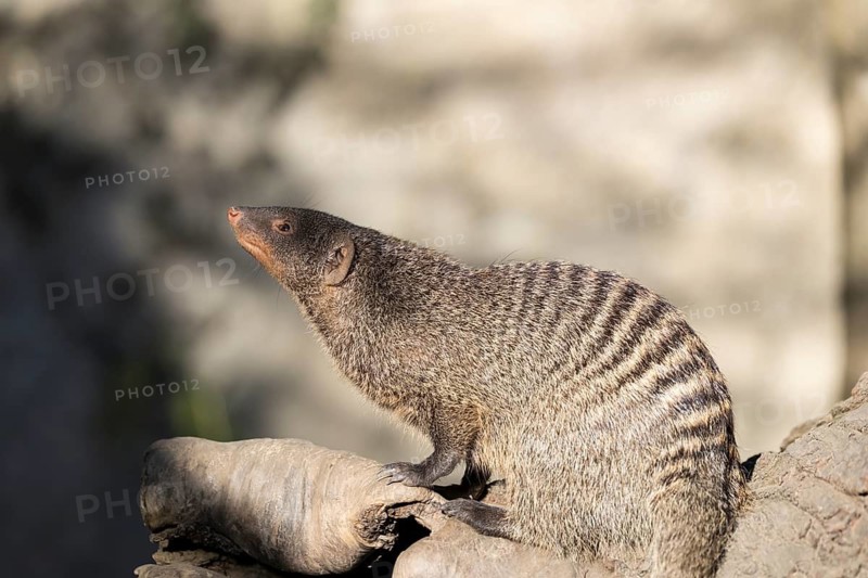 An adult zebra mongoose (Mungos mungo) sits on a hollow, fallen tree trunk in the soft morning light. East, Southeast and South-Central Africa