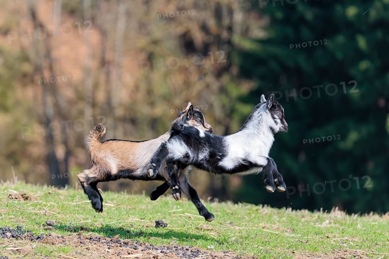 Two young pygmy goats (Capra hircus) are playing together on a sunny day in a green meadow. Austria