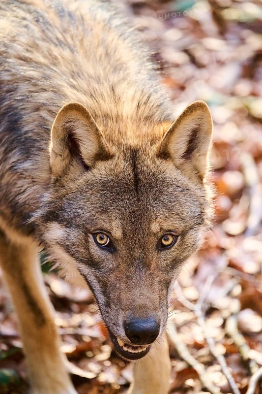 Close-up of a Eurasian wolf (Canis lupus lupus) portrait in a forest in spring, Bavarian Forest National Park, Germany