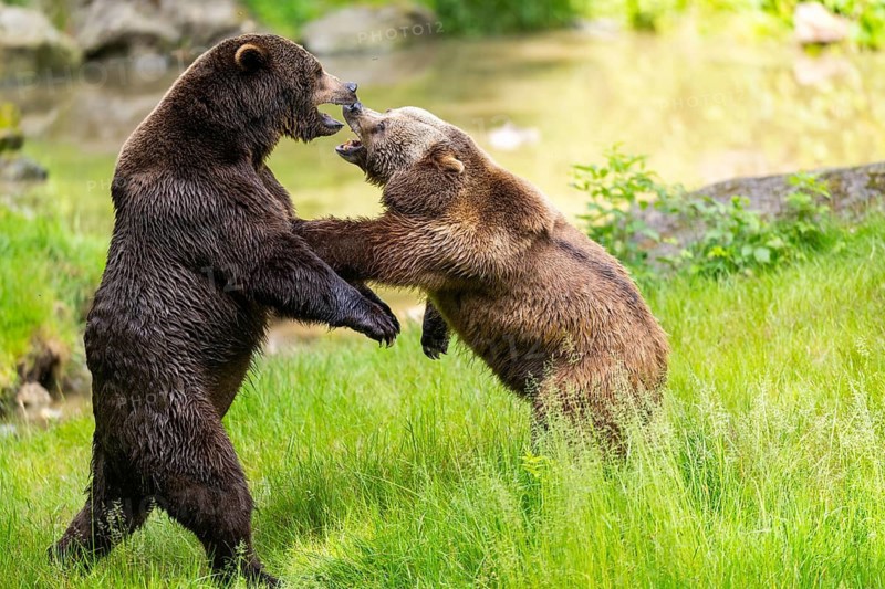 Eurasian brown bear (Ursus arctos arctos) playing with each other on a meadow, Bavarian Forest, Bavaria, Germany