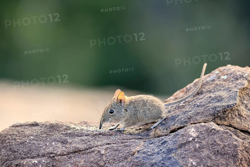 Short-eared Trunked Shrew (Macroscelides probosideus), Short-eared Elephant Shrew, Short-eared Trunked Shrew, adult, foraging, alert, Mountain Zebra National Park, Eastern Cape, South Africa