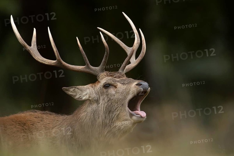 Red deer (Cervus elaphus) adult male stag animal roaring with its mouth open during the rutting season in autumn, England, United Kingdom